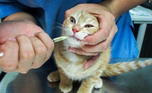 宠物猫每年都要打疫苗-宠物猫是不是每年都要打疫苗