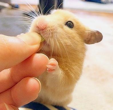 仓鼠可以吃葡萄吗