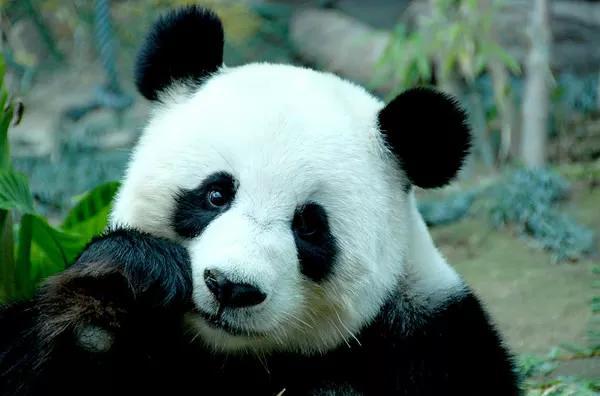 大熊猫特点-大熊猫特点写一段句话