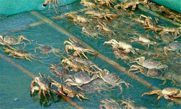 大闸蟹寿命-大闸蟹寿命多久