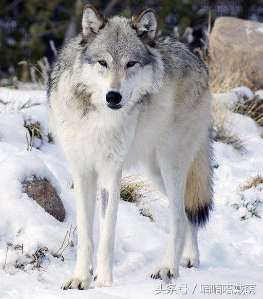 世界上最大的狼