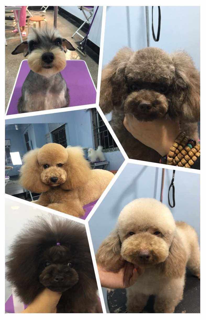 上海宠物美容培训哪家好-上海宠物美容师培训班多少钱,需要学多久