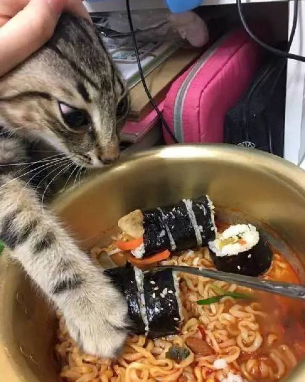 宠物猫食物-宠物猫食物改变