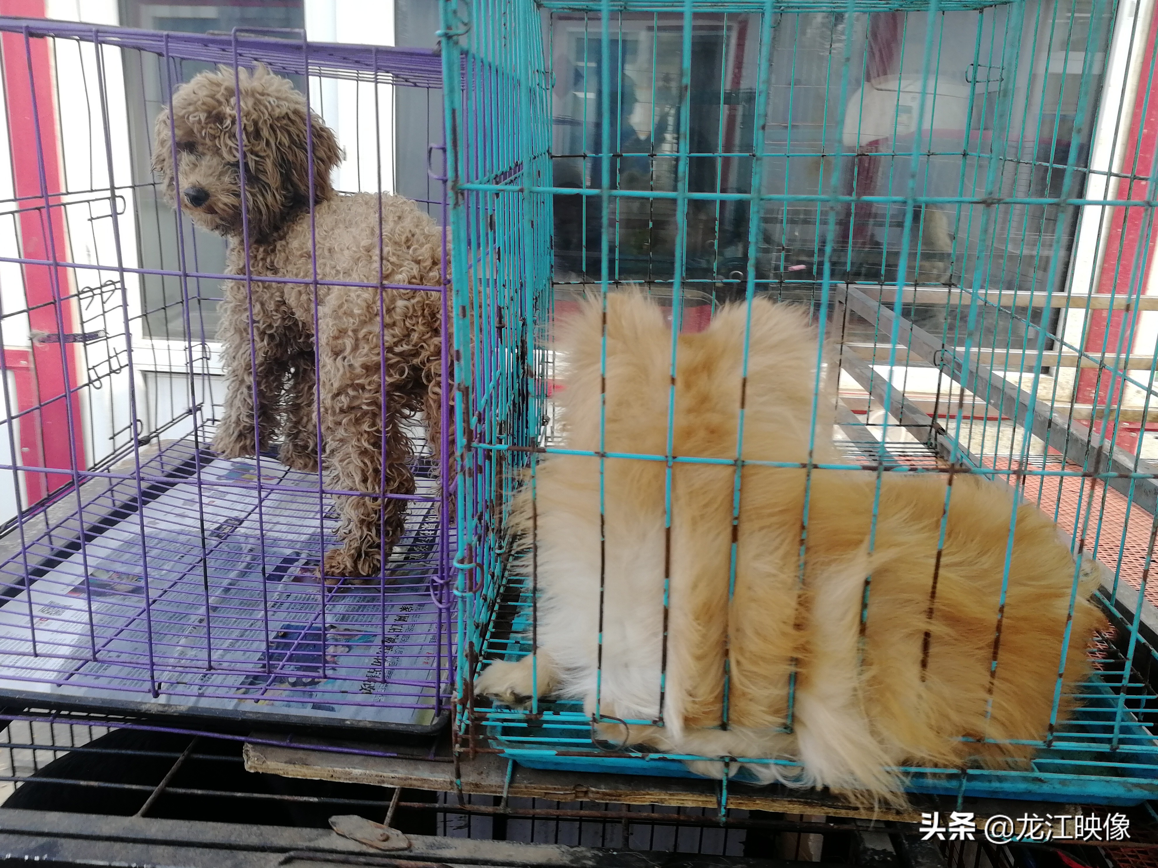 北京宠物市场-北京宠物市场在哪 买猫