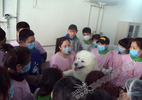 经典宠物学校-中国十佳宠物学校