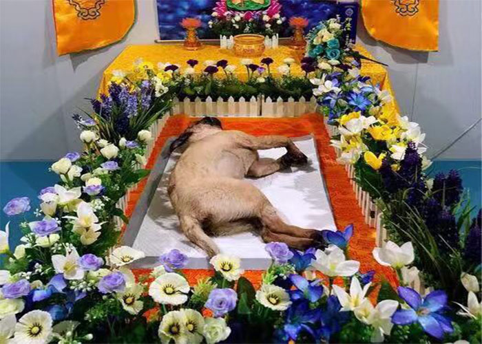 宠物殡葬服务定位