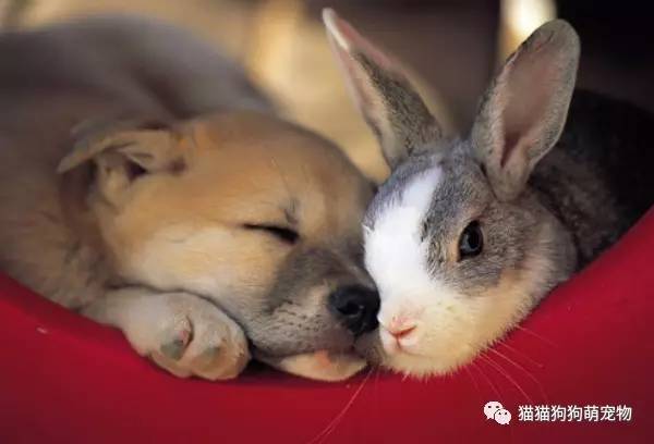 宠物兔睡觉-宠物兔睡觉为什么要爬到高处