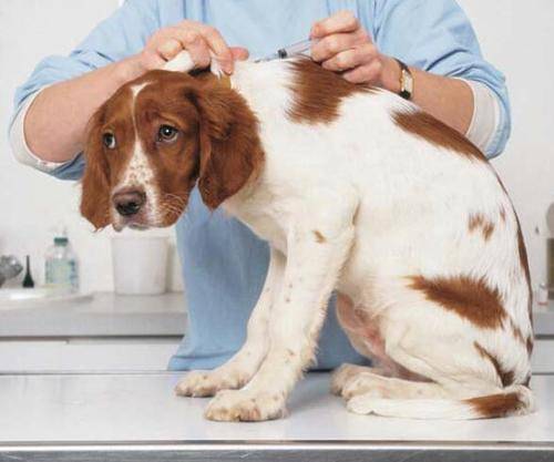 宠物狗狗打疫苗时间-宠物狗狗打疫苗时间间隔