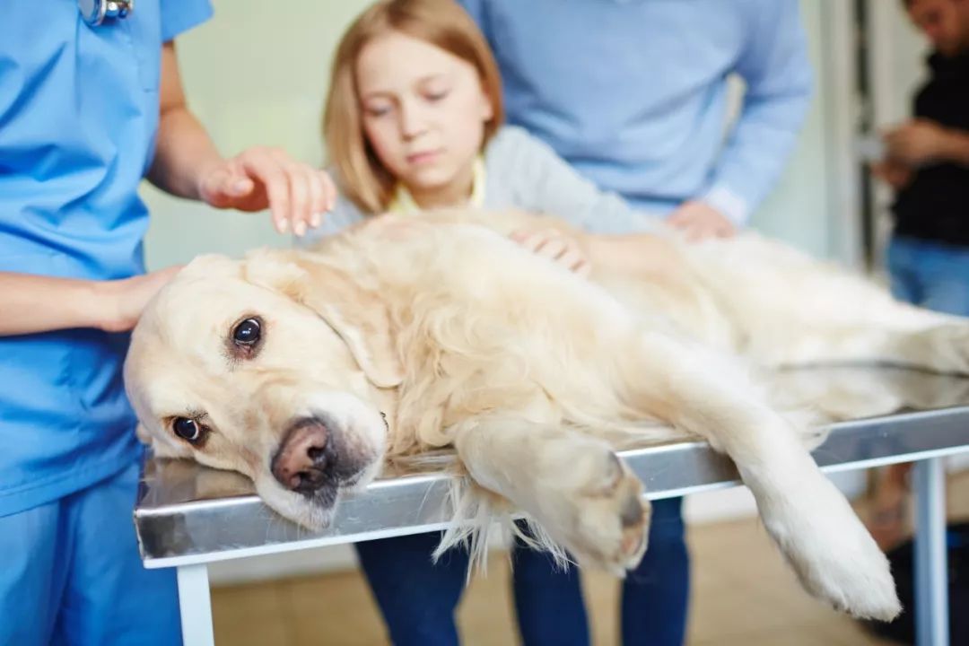 问宠物医生-问宠物医生比格犬可以拴起来饲养