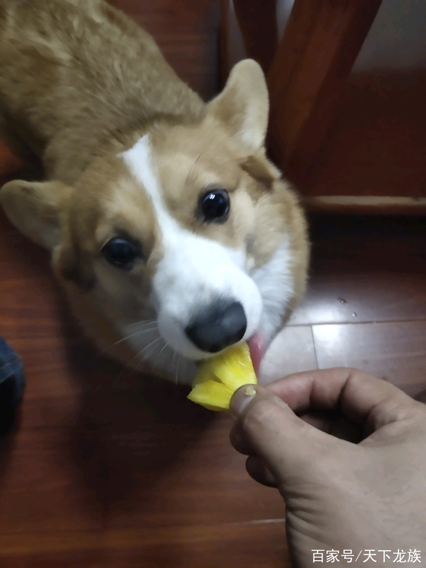 狗能吃菠萝吗-狗能吃菠萝吗蜜吗