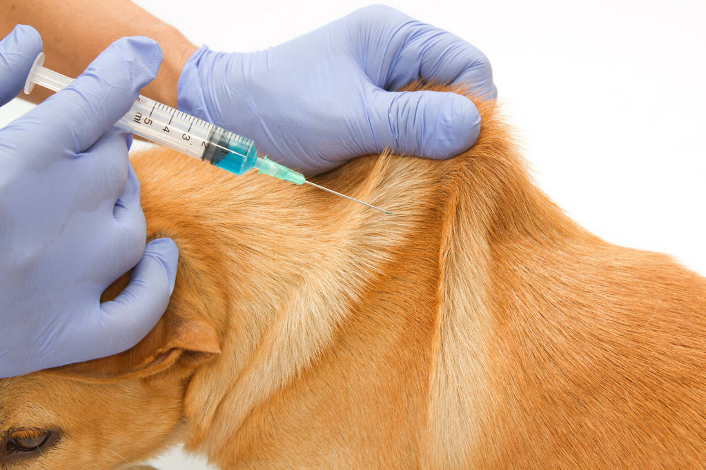 宠物四联疫苗打几针-宠物4联疫苗多少钱一针