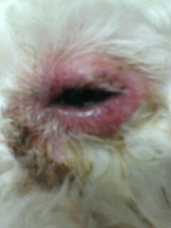宠物眼睛红肿痛