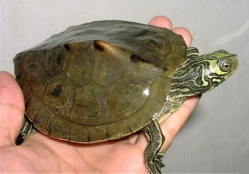 宠物乌龟的品种-宠物乌龟的品种及图片