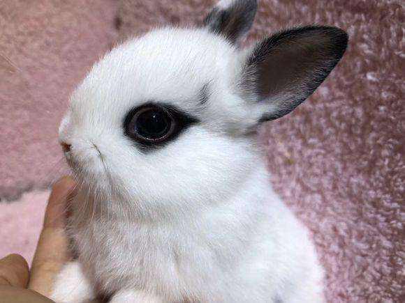哪种宠物兔子最可爱-什么品种的宠物兔最好看